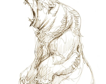 GRIZZLY BEAR SKETCH Wall Art - Animal Art Print - David Colman Original Illustration