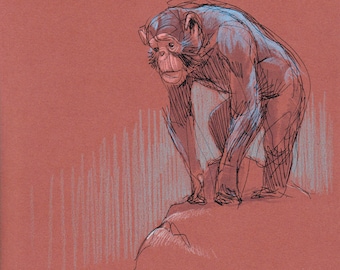CHIMPANZEE Wall Art - Original Artwork - David Colman Illustration