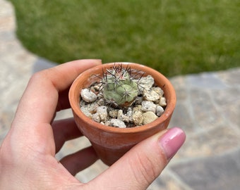 Ortegocactus Macdougallii Rare