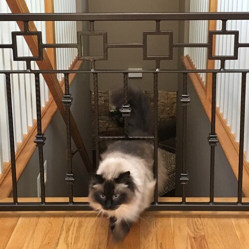 best pet gate for kittens