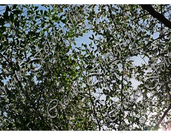 Looking through Tree Branches, Branches with small leaves Photo, Branches near the sky Photo - Digital Download, JPEG