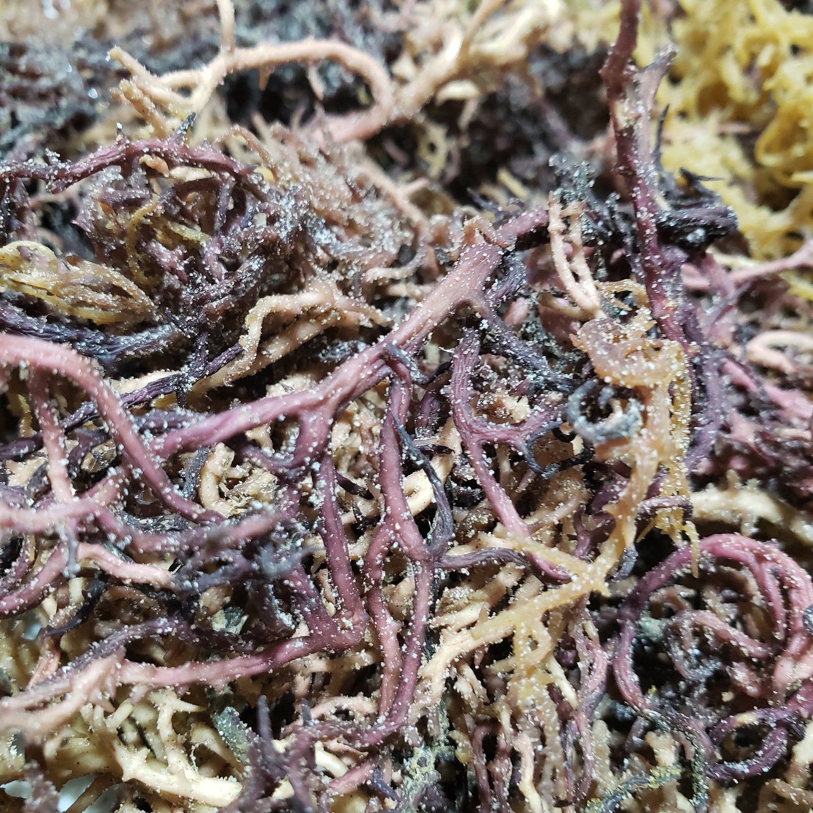 1 lb Whole Leaf Irish Sea Moss Raw Wild Crafted Superfood Etsy