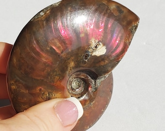 Ammonite with orange and red flashes