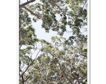 May include: A photograph of a forest canopy, looking up at the branches and leaves of tall trees. The sky is visible through the branches, and the leaves are a mix of green and yellow.