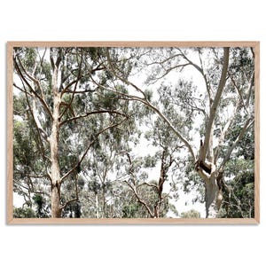 Gumtree Wall Art Print. Australian Gumtrees Landscape Photography. Original Photo. Poster or Canvas. Australian Wall Art Decor | BOC-31 image 4