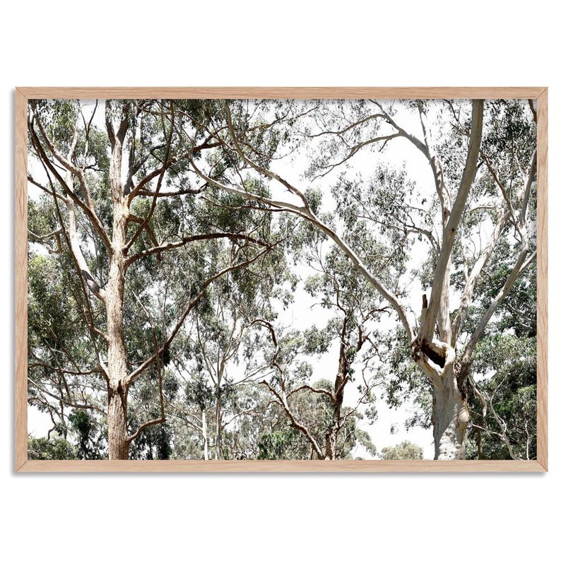 Gumtree Wall Art Print. Australian Gumtrees Landscape Photography. Original Photo. Poster or Canvas. Australian Wall Art Decor | BOC-31 image 4
