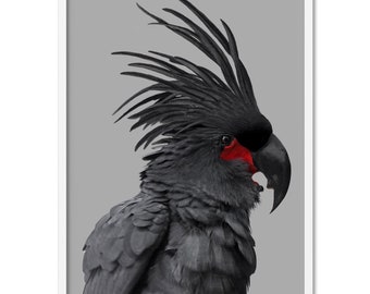 Black Palm Cockatoo Wall Art. Modern Style Parrot Art Print. High Resolution. Framed or Unframed. Lounge room Decor | ANA-12