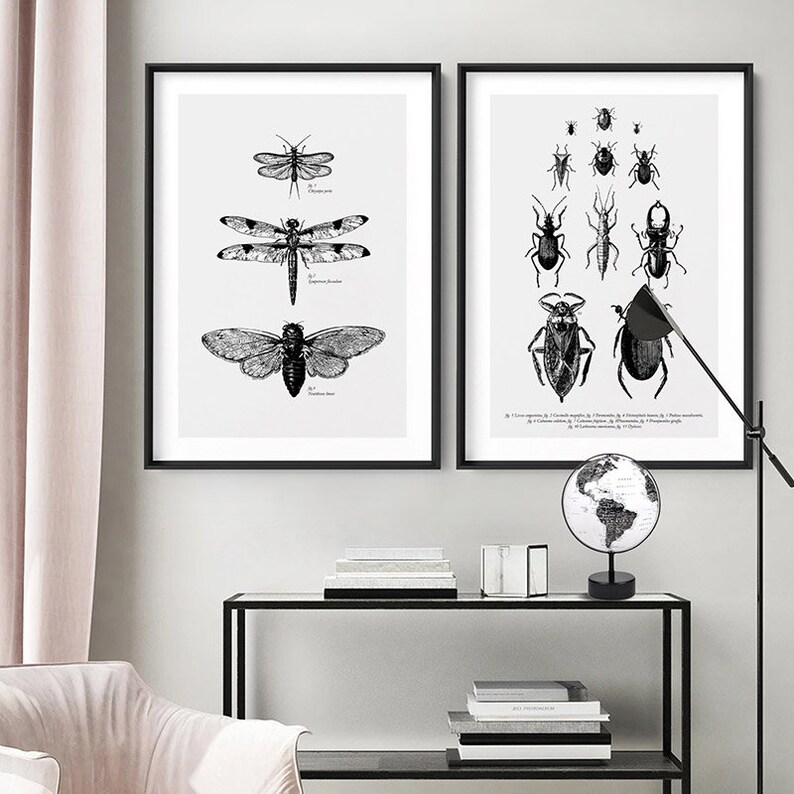 Winged Insects Wall Art Entomology. Lacewing Dragonfly & Etsy