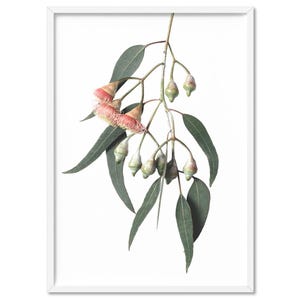 Eucalyptus Flower Art Print. Gum Leaves & Gum Nuts Art Print. Modern Australian Native. Poster or Canvas. Light Red Flowers | PLT-116
