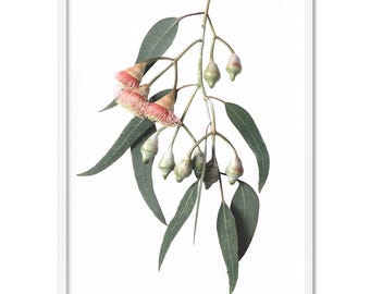 Eucalyptus Flower Art Print. Gum Leaves & Gum Nuts Art Print. Modern Australian Native. Poster or Canvas. Light Red Flowers | PLT-116