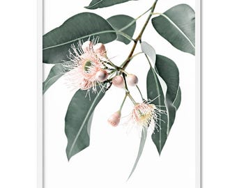 Flowering Eucalyptus Art Print. Gum Leaves Wall Art. Australian Native. Modern Australian Poster or Canvas. Pastel Blush Flowers | PLT-115