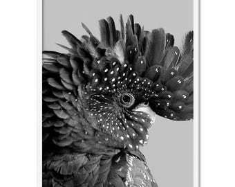 Black Cockatoo Print. Australian Bird. Modern Wall Art Print Black & White. Black Cockatoo Poster. Parrot Print. Bird Photography | ANA-73