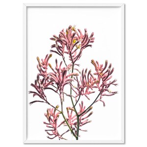 Kangaroo Paw Flower Print. Pink Kangaroo Paw Flowers. Anigozanthos Art Poster. Native Australian Wall Art. Living Room Wall Decor | PLT-149