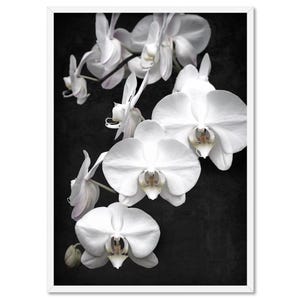 White Orchids on Black Art Print. Black Distressed Background. Botanical Floral Wall Poster. Black White Flower Photo Wall Art | PLT-159 image 1