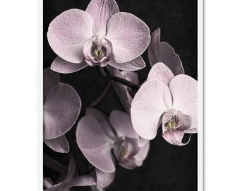 Pink Orchids on Black Art Print. Dark Orchid Floral Wall Art. Flower Photographic Poster. Moody Dark Botanical Poster Print | PLT-162