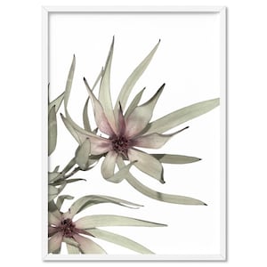 Australian Leucadendron Wall Art. Poster or Canvas. Native Modern Australian Prints. Scandi Leaves Photography. Framed or Unframed | PLT-52