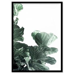 Fiddle Leaf Fig III Art Print. Fig Tree Watercolour Style. Botanical Poster Print. Designed from Original Photo. Great in the Set | PLT-134 画像 5