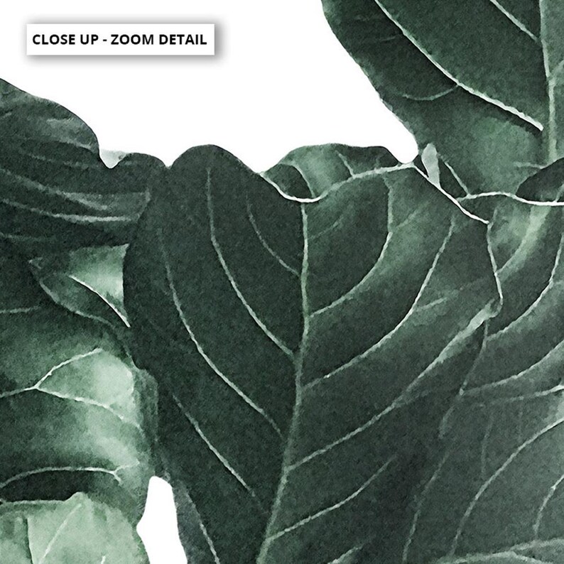 Fiddle Leaf Fig III Art Print. Fig Tree Watercolour Style. Botanical Poster Print. Designed from Original Photo. Great in the Set | PLT-134 画像 7