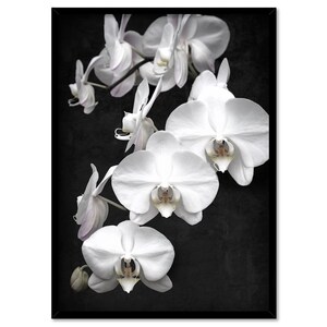 White Orchids on Black Art Print. Black Distressed Background. Botanical Floral Wall Poster. Black White Flower Photo Wall Art | PLT-159 image 5