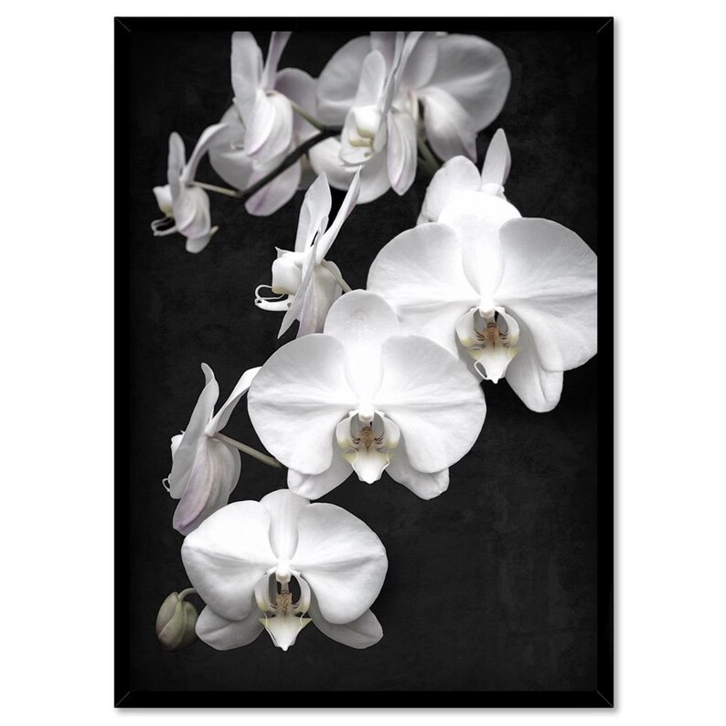 White Orchids on Black Art Print. Black Distressed Background. Botanical Floral Wall Poster. Black White Flower Photo Wall Art | PLT-159 image 5