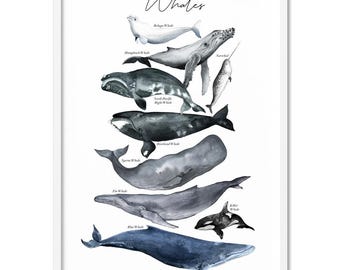 May include: A watercolor illustration of different types of whales, including the Beluga, Humpback, North Pacific Right, Bowhead, Sperm, Fin, Killer, and Blue whales. The illustration is labeled with the name of each whale species.
