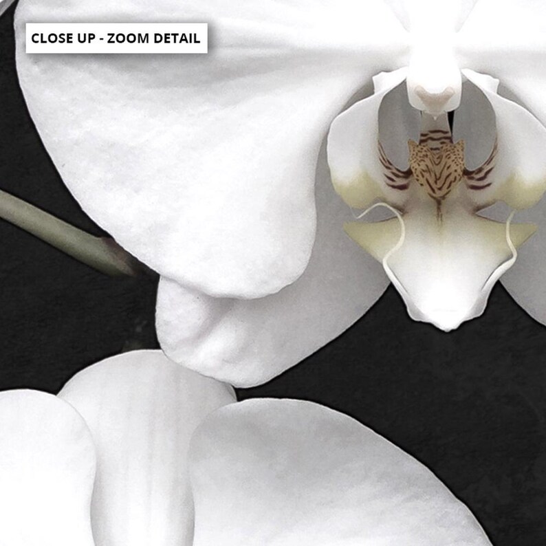 White Orchids on Black Art Print. Black Distressed Background. Botanical Floral Wall Poster. Black White Flower Photo Wall Art | PLT-159 image 7