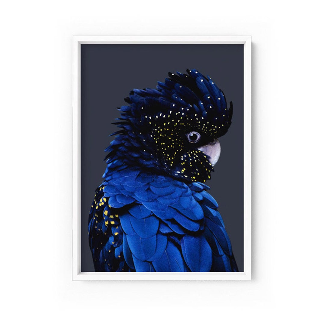 Black Cockatoo Wall Art Print. Blue Watercolour Style Parrot. Etsy