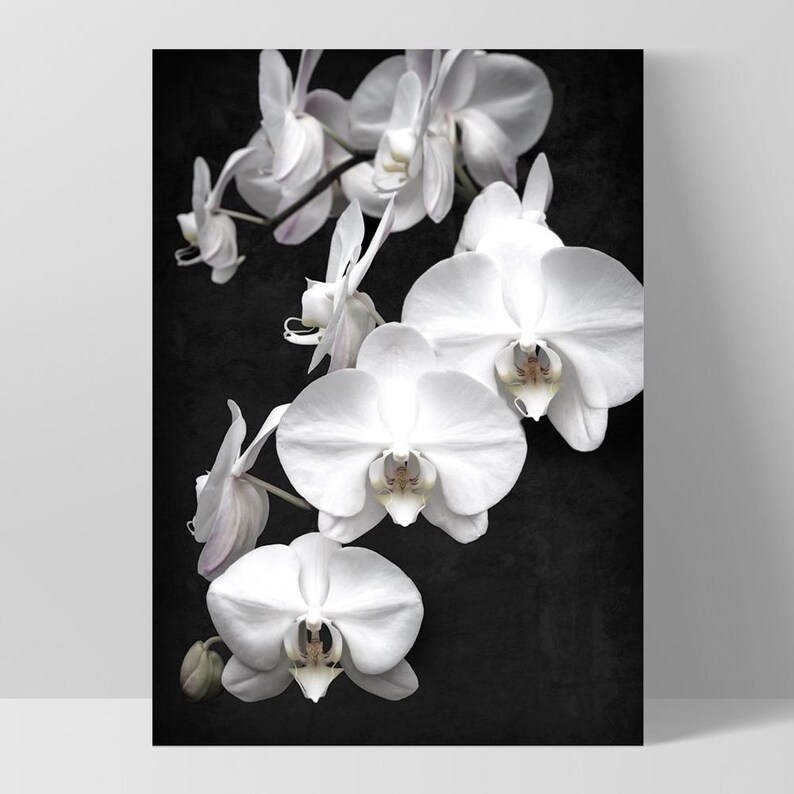 White Orchids on Black Art Print. Black Distressed Background. Botanical Floral Wall Poster. Black White Flower Photo Wall Art | PLT-159 image 6