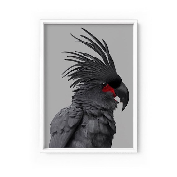 Black Palm Cockatoo Wall Art. Impression dart perroquet de Etsy France