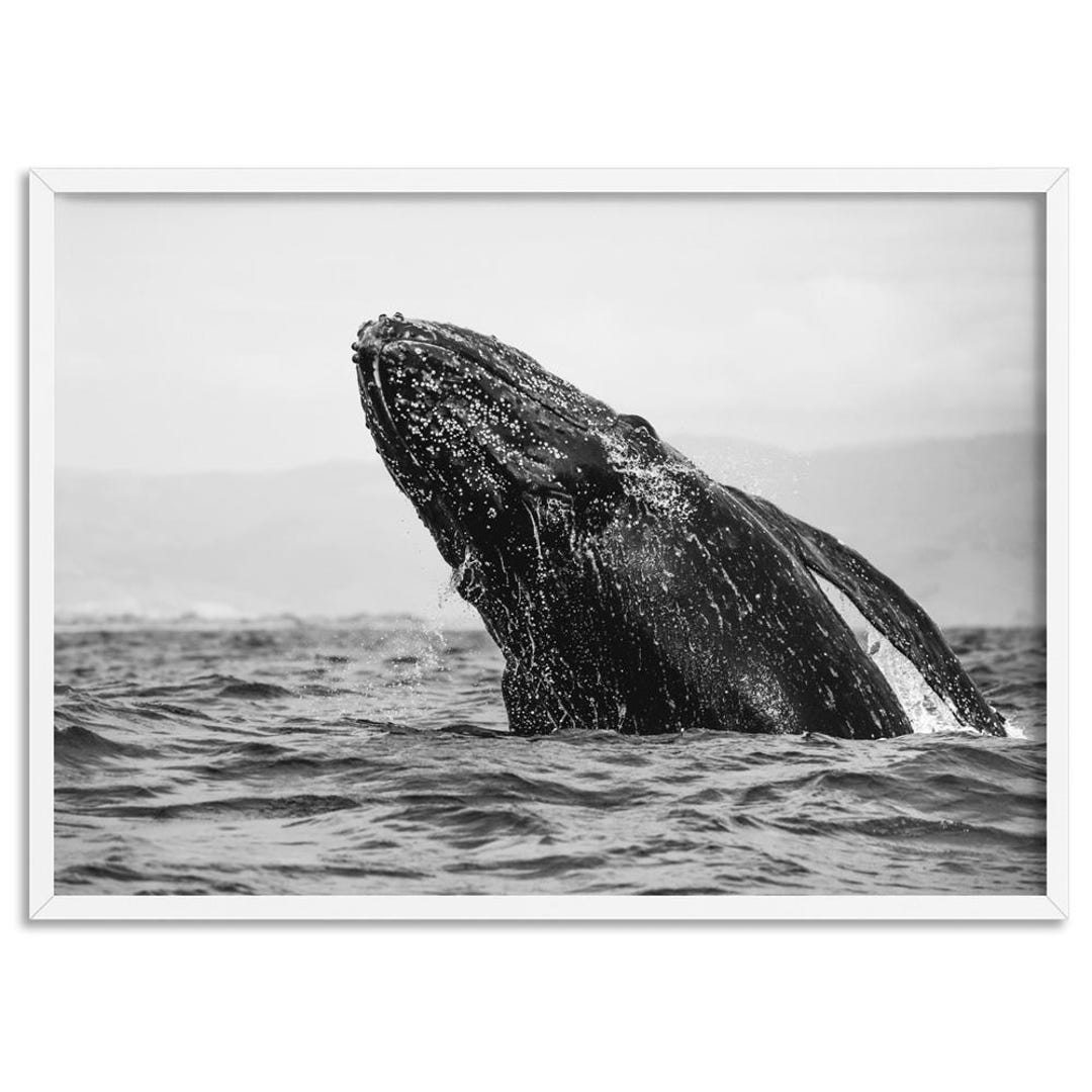 Black & White Whale Breaching Art Print. Humpback Whale in Ocean ...