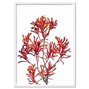 Kangaroo Paw Art Print. Australian Red Kangaroo Paw Flower Poster. Native Australian Botanical Wall Art. Poster or Canvas | PLT-148