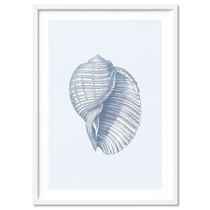 Sea Shell Coastal Poster. Hamptons Nautical Art Print. Scotch Bonnet Shell. Shell Wall Art. Printed Linen Texture. Blue Tones | CSH-40