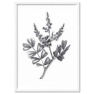 Botanical Floral Print III. Vintage Botanical Wall Art Illustration. Black & White. Minimal Home Decor. Haematoxylum Campechianum | PLT-77