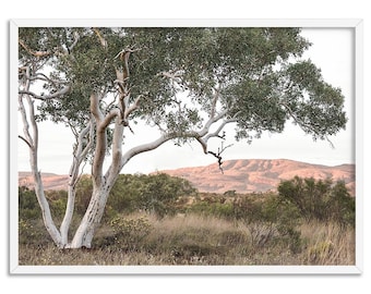 May include: A framed landscape print featuring a large tree with white bark and green foliage. The tree is in a field of tall grass, with a reddish-brown mountain range in the background. The sky is a pale, overcast color.