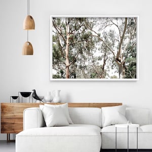 Gumtree Wall Art Print. Australian Gumtrees Landscape Photography. Original Photo. Poster or Canvas. Australian Wall Art Decor | BOC-31 image 2