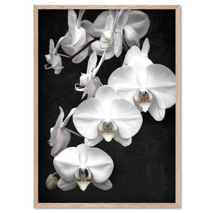 White Orchids on Black Art Print. Black Distressed Background. Botanical Floral Wall Poster. Black White Flower Photo Wall Art | PLT-159 image 4