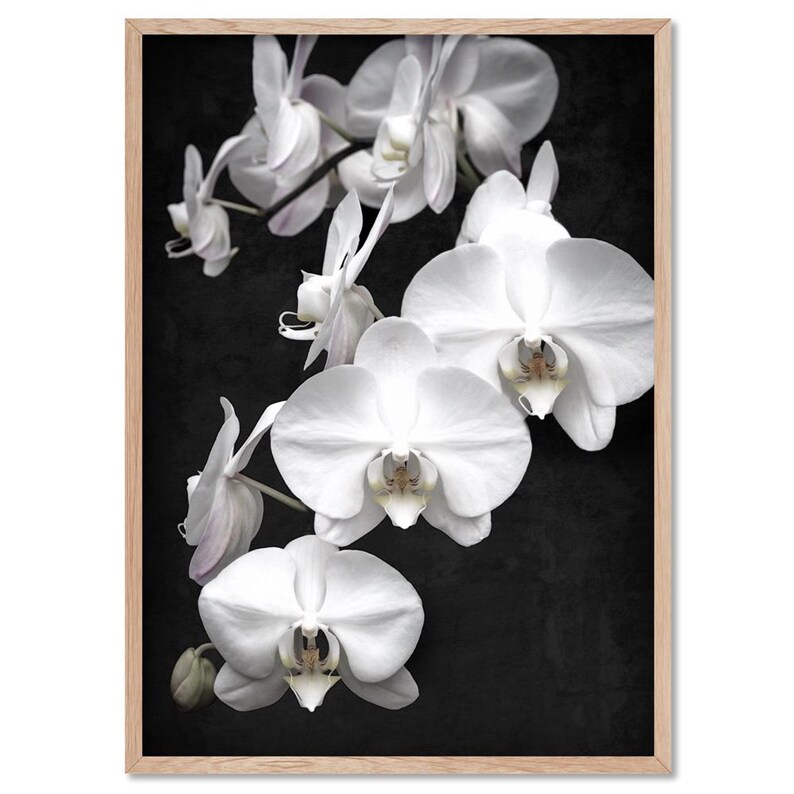 White Orchids on Black Art Print. Black Distressed Background. Botanical Floral Wall Poster. Black White Flower Photo Wall Art | PLT-159 image 4