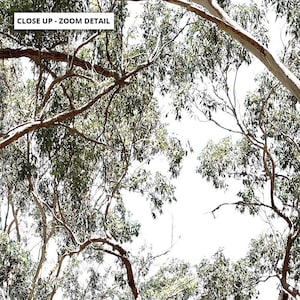 Gumtree Wall Art Print. Australian Gumtrees Landscape Photography. Original Photo. Poster or Canvas. Australian Wall Art Decor | BOC-31 image 7