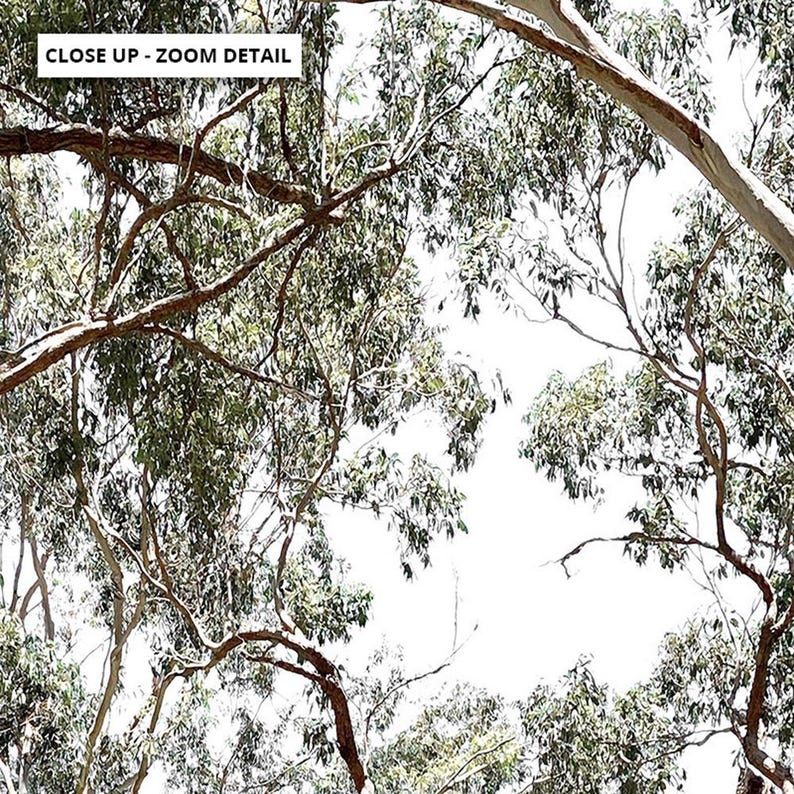 Gumtree Wall Art Print. Australian Gumtrees Landscape Photography. Original Photo. Poster or Canvas. Australian Wall Art Decor | BOC-31 image 7