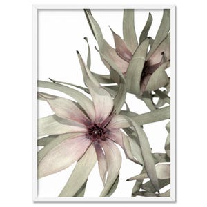 Australian Leucadendron Art Print. Poster or Canvas. Native Modern Australian Wall Art. Scandi Photography. Framed or Unframed | PLT-53