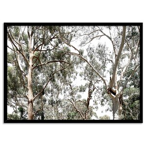 Gumtree Wall Art Print. Australian Gumtrees Landscape Photography. Original Photo. Poster or Canvas. Australian Wall Art Decor | BOC-31 image 5