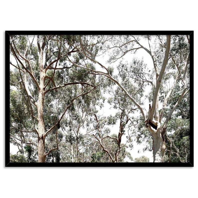 Gumtree Wall Art Print. Australian Gumtrees Landscape Photography. Original Photo. Poster or Canvas. Australian Wall Art Decor | BOC-31 image 5
