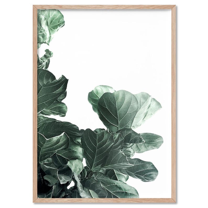 Fiddle Leaf Fig III Art Print. Fig Tree Watercolour Style. Botanical Poster Print. Designed from Original Photo. Great in the Set | PLT-134 画像 4