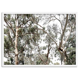 Gumtree Wall Art Print. Australian Gumtrees Landscape Photography. Original Photo. Poster or Canvas. Australian Wall Art Decor | BOC-31 image 1
