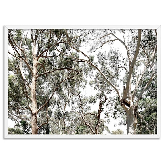 Gumtree Wall Art Print. Australian Gumtrees Landscape Photography. Original Photo. Poster or Canvas. Australian Wall Art Decor | BOC-31