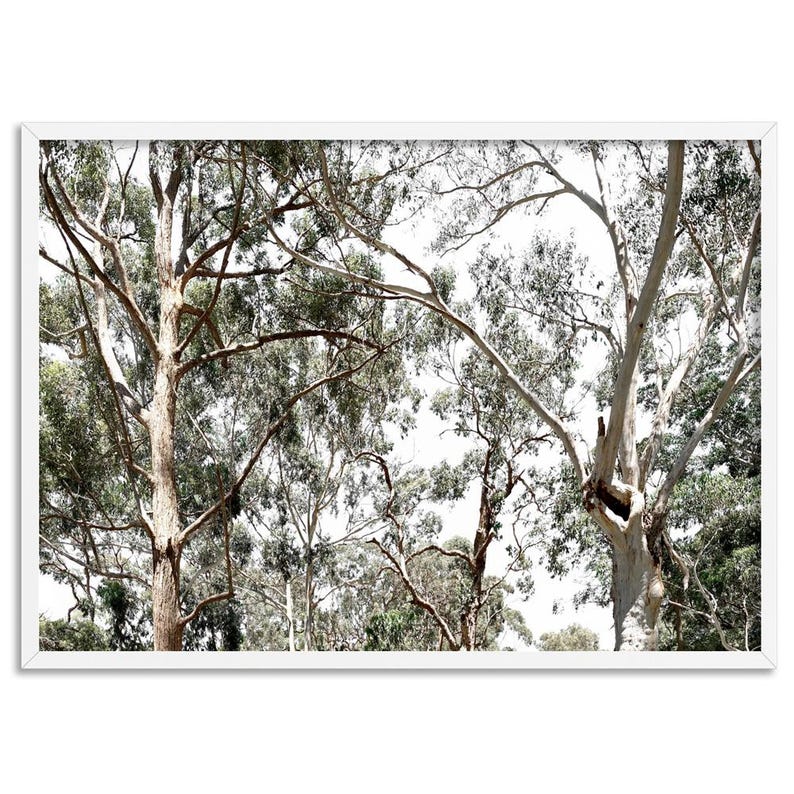 Gumtree Wall Art Print. Australian Gumtrees Landscape Photography. Original Photo. Poster or Canvas. Australian Wall Art Decor | BOC-31 image 1