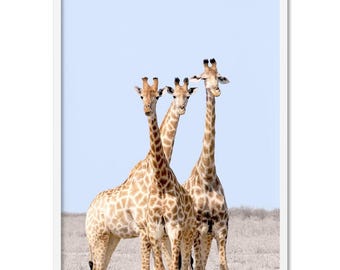 Giraffe Trio Art Print. Kids Room Giraffe Wall Art Print. Safari African Animal Poster. Kids room or Nursery. Giraffes in Africa | ANA-63