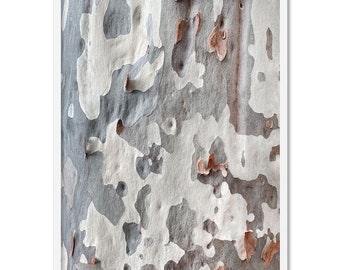 Gumtree  Wall Art Print. Eucalyptus Blue Gum Bark Photography Poster. Australian Native Tree Print available in Framed or Poster | LND-22
