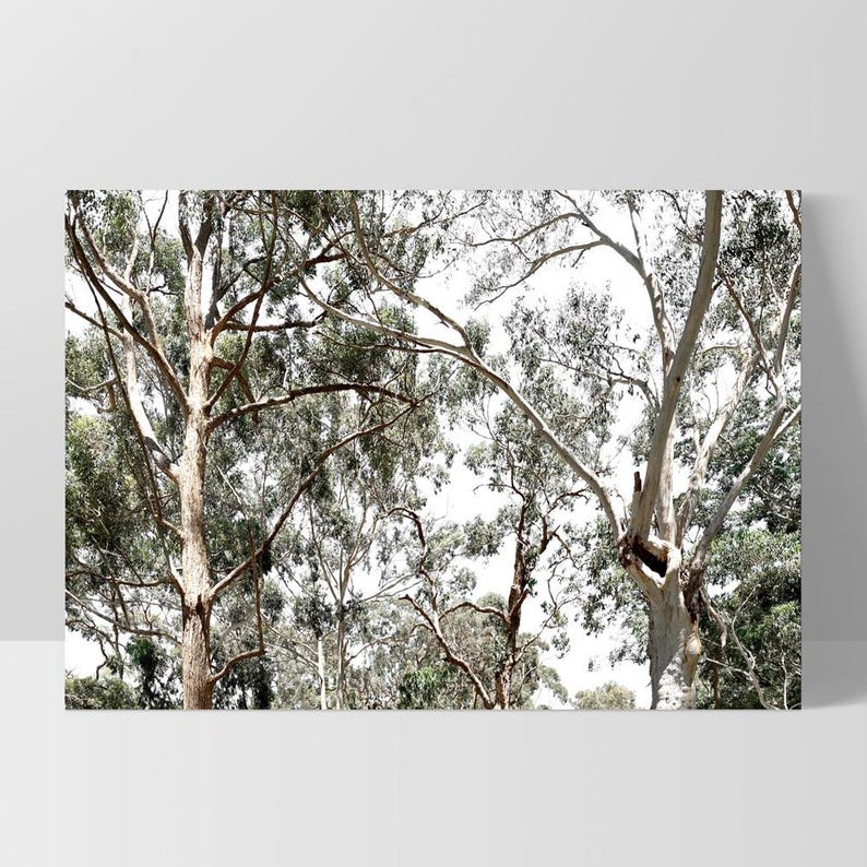 Gumtree Wall Art Print. Australian Gumtrees Landscape Photography. Original Photo. Poster or Canvas. Australian Wall Art Decor | BOC-31 image 6