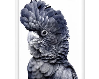 Black Cockatoo Print. Modern Wall Art. Sketch Style look. Original Modern Australian Home Decor. Perfect for lounge room | ANA-28